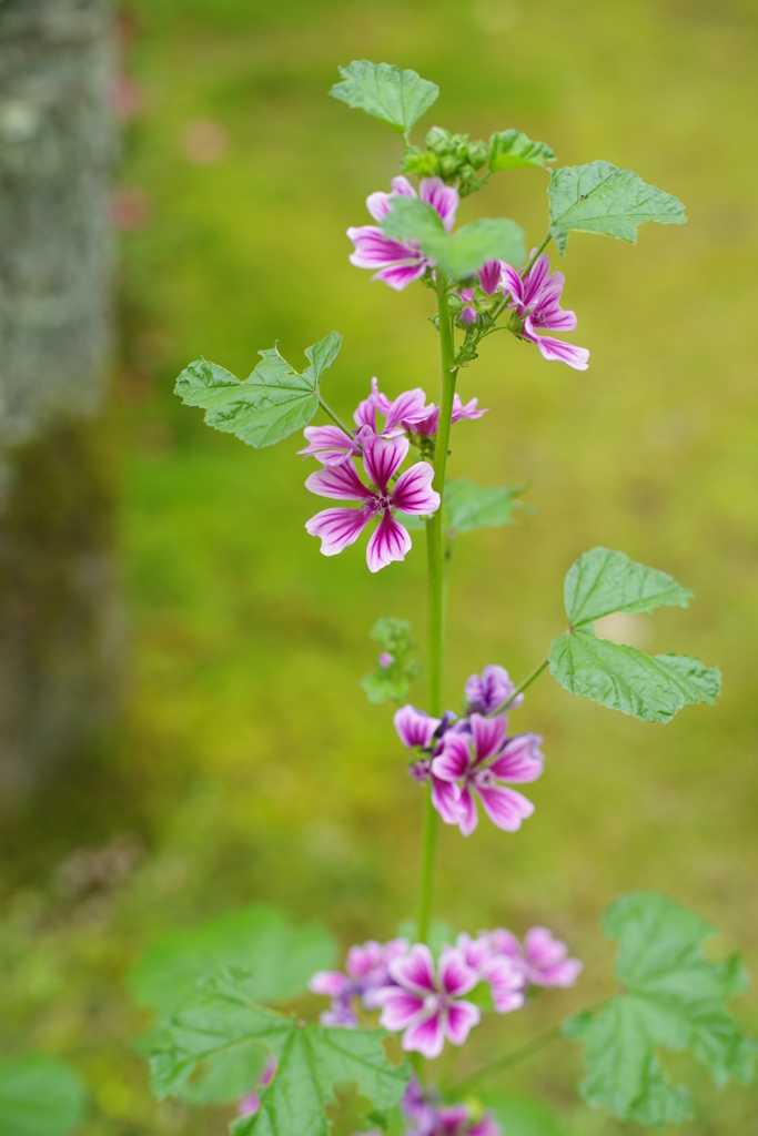 名も知らぬ花