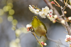 春の兆し　Ⅱ