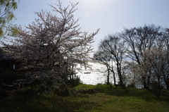 漂う春