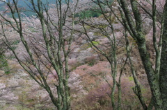 さくら色の吉野山