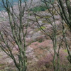 さくら色の吉野山