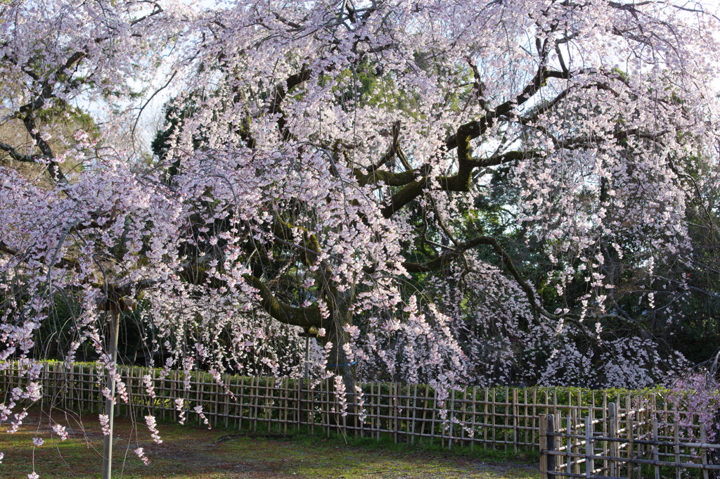桜シーズン