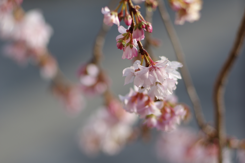 御池桜