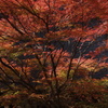 紅の輝き