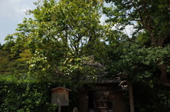 落柿舎、夏