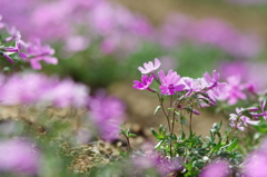 室生の芝桜②