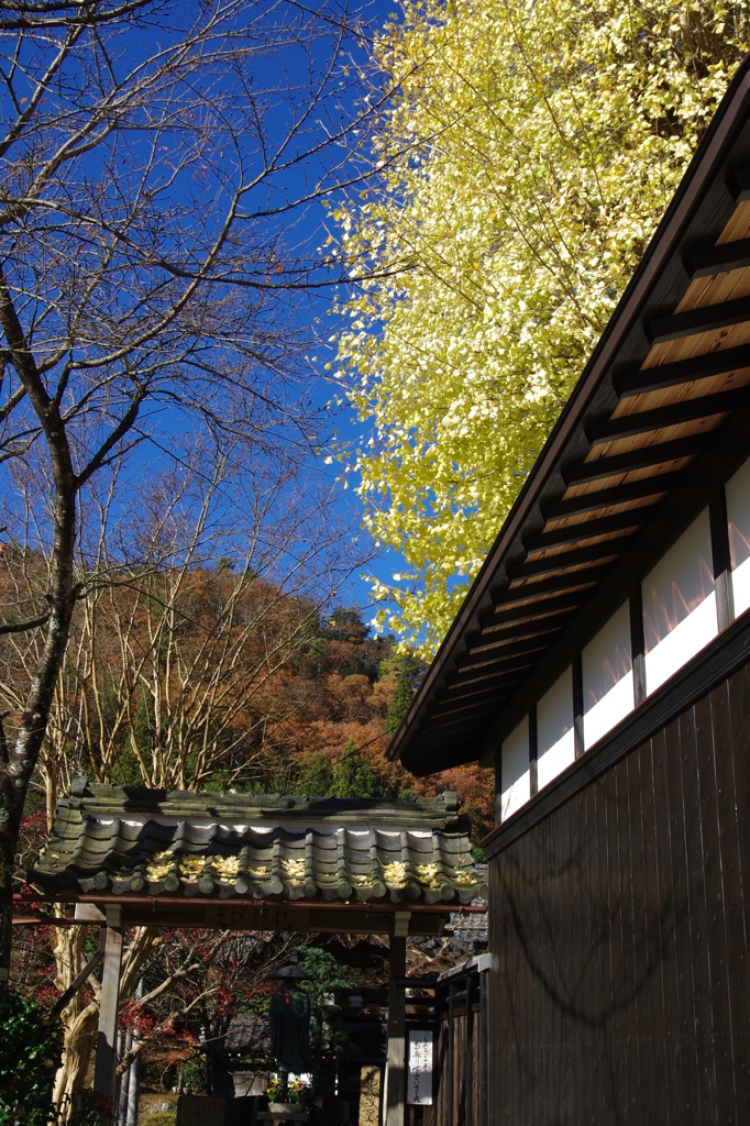 ある山村のイチョウの木