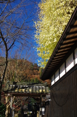 ある山村のイチョウの木