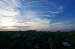 夏の朝