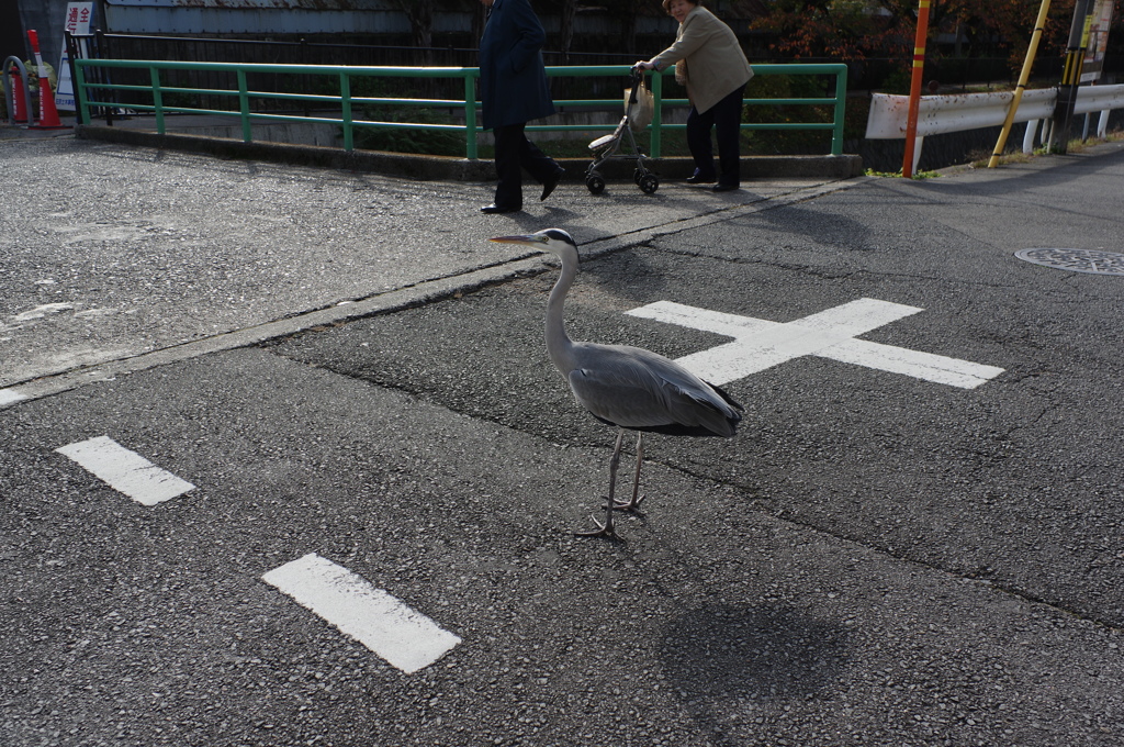 サギにご注意