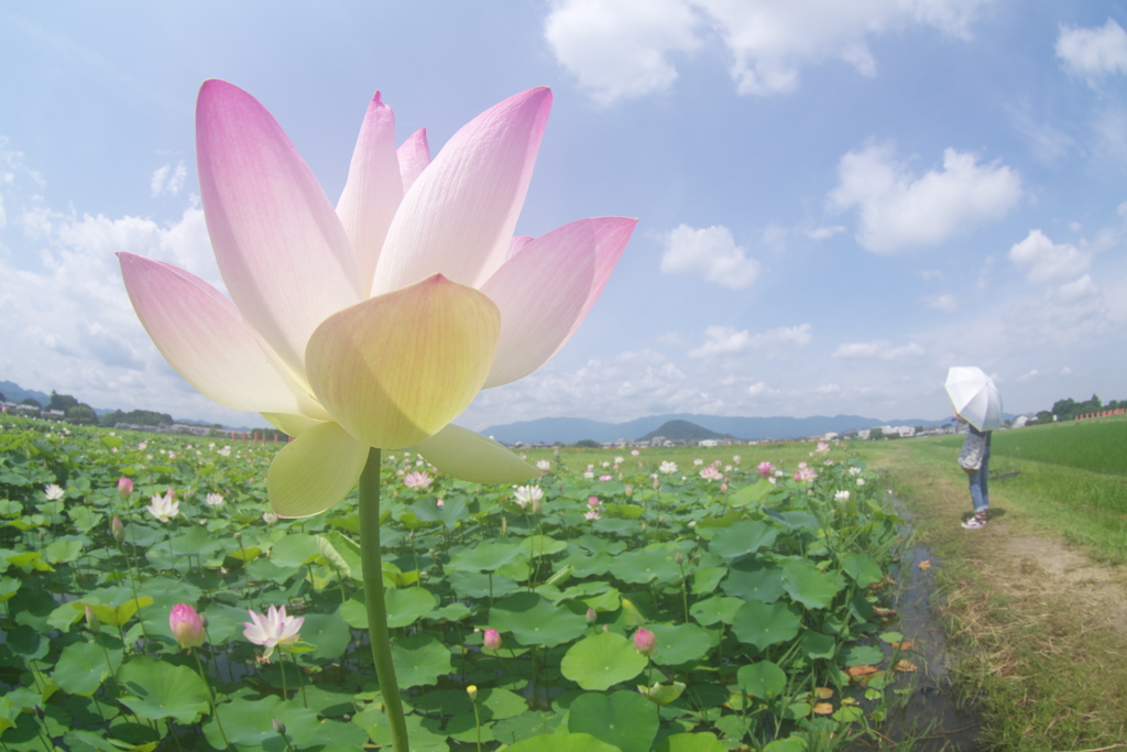 夏のはじまり、かな？