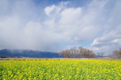 yellow, blue, white