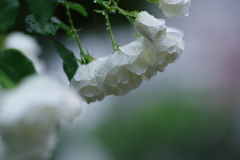 雨と白いバラ