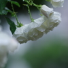 雨と白いバラ