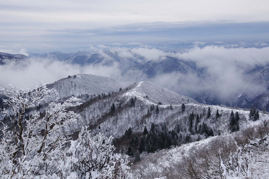 武奈ヶ岳西南稜、雪のトレイル