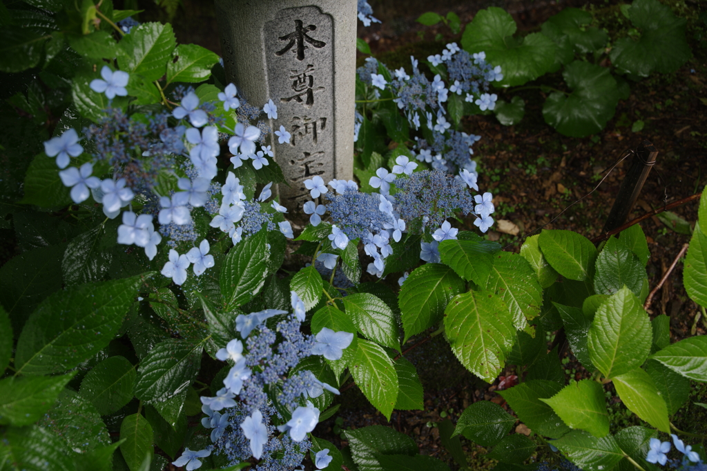 雨情