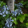雨情