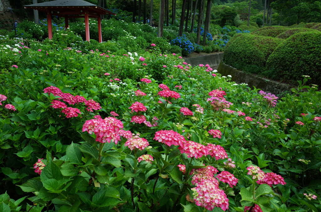 あじさい寺