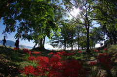 湖岸の曼珠沙華