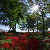 湖岸の曼珠沙華