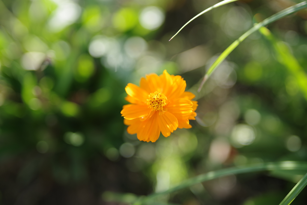 キバナコスモス   50mm f1.4