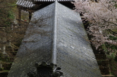 長谷寺の桜