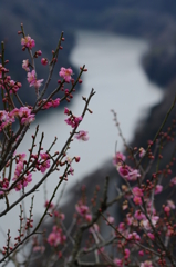 梅渓に咲く
