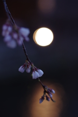 白川の宵桜