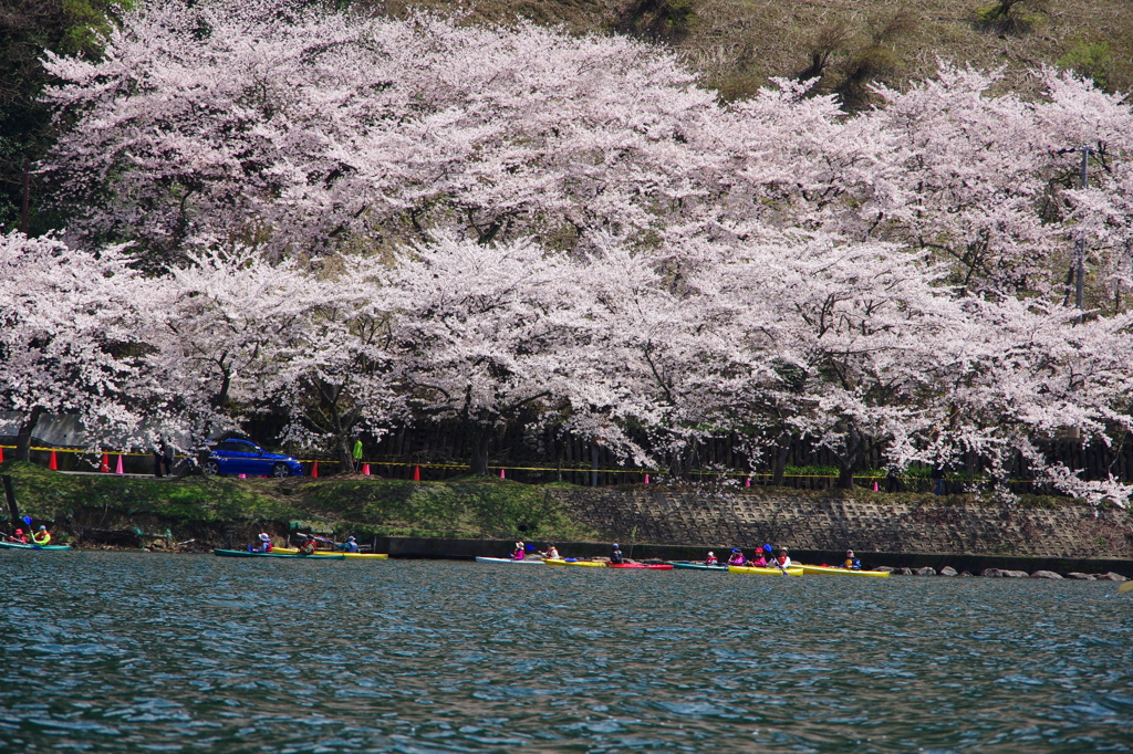 海津大崎　お花見カヌー2013　①