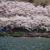 海津大崎　お花見カヌー2013　①