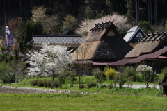 桜と暮らす　Ⅱ