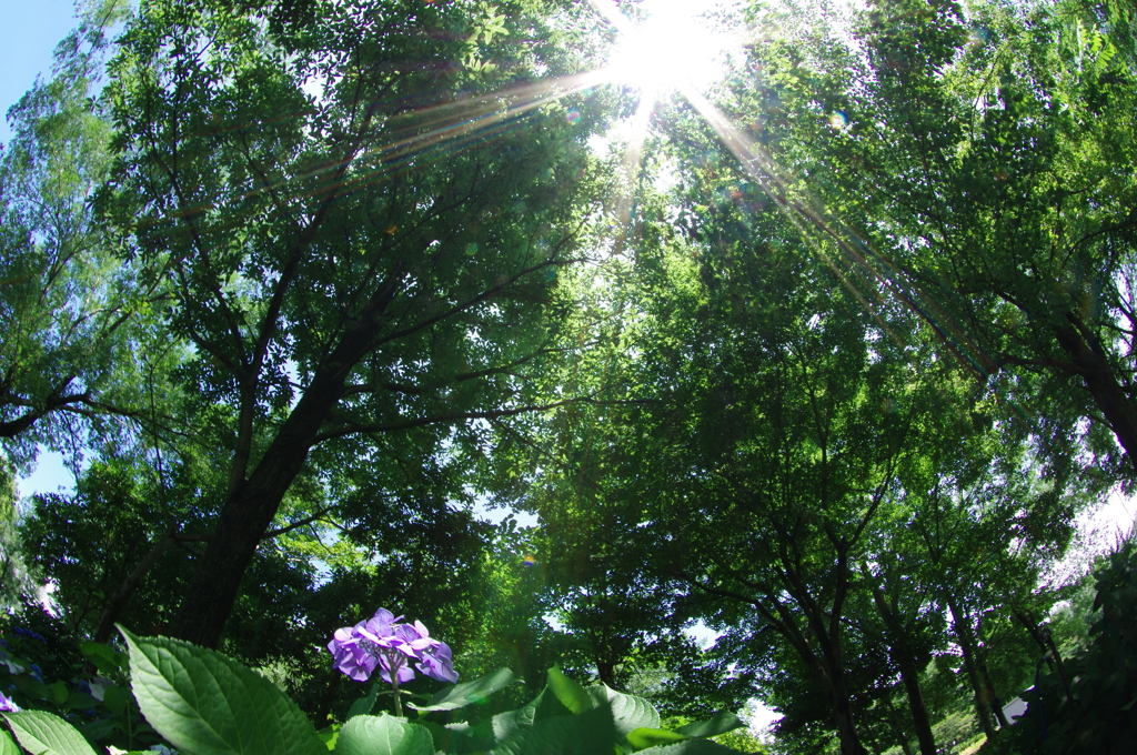 梅雨の晴れ間