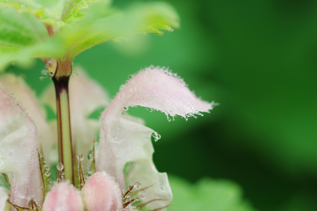 伊吹山の花