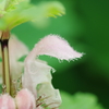 伊吹山の花