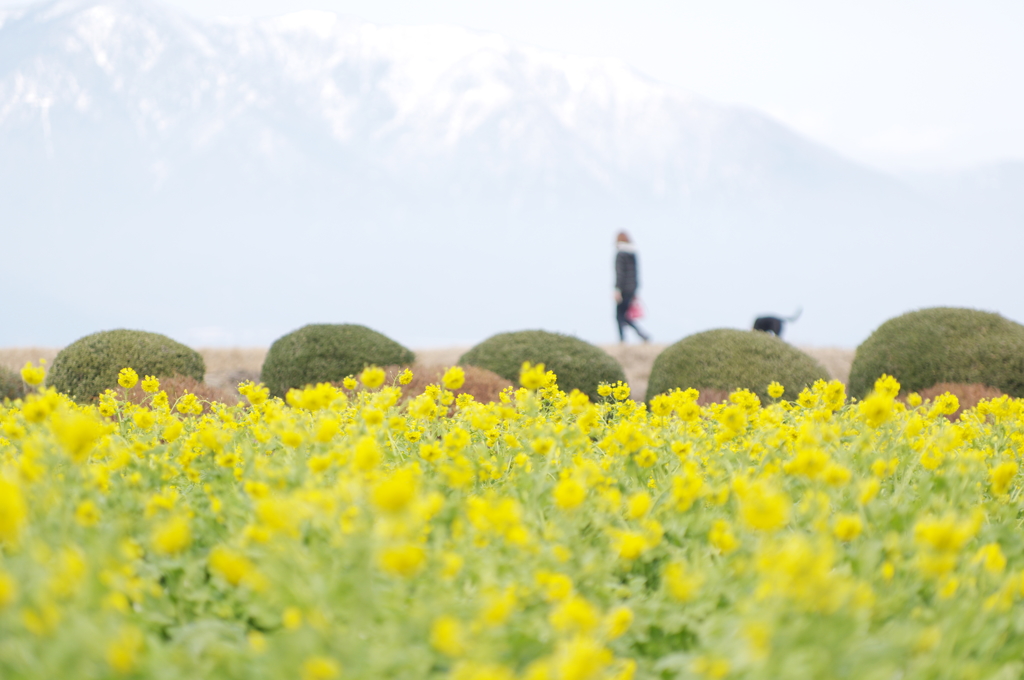 菜の春