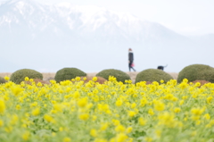 菜の春