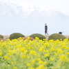 菜の春