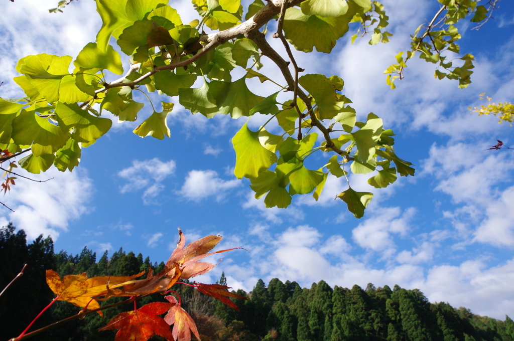 田舎の青空