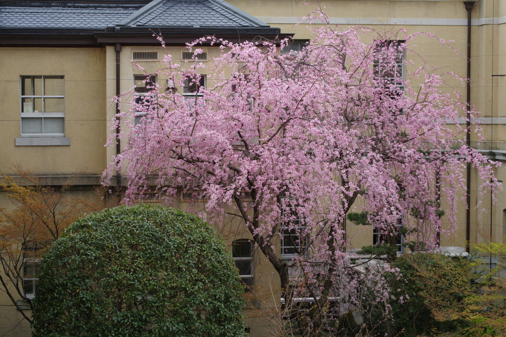 府庁の桜