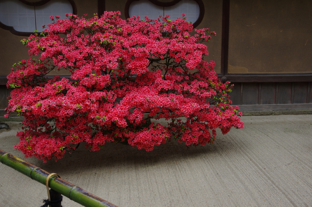 初夏の紅