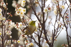 梅、ほころぶ