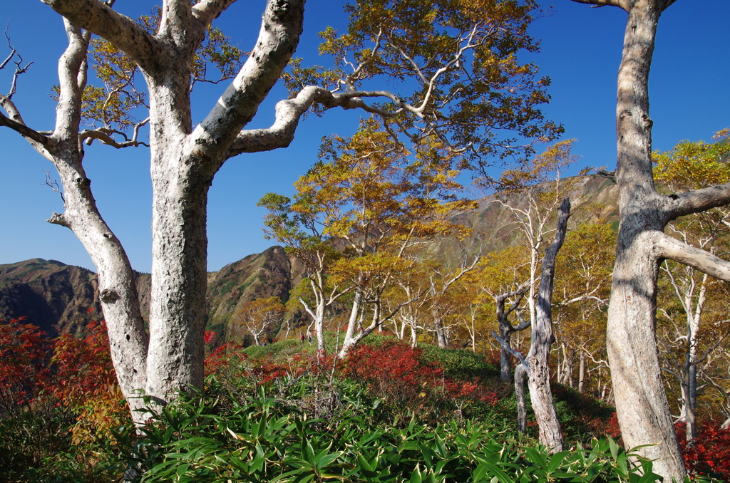 魅惑の登山道