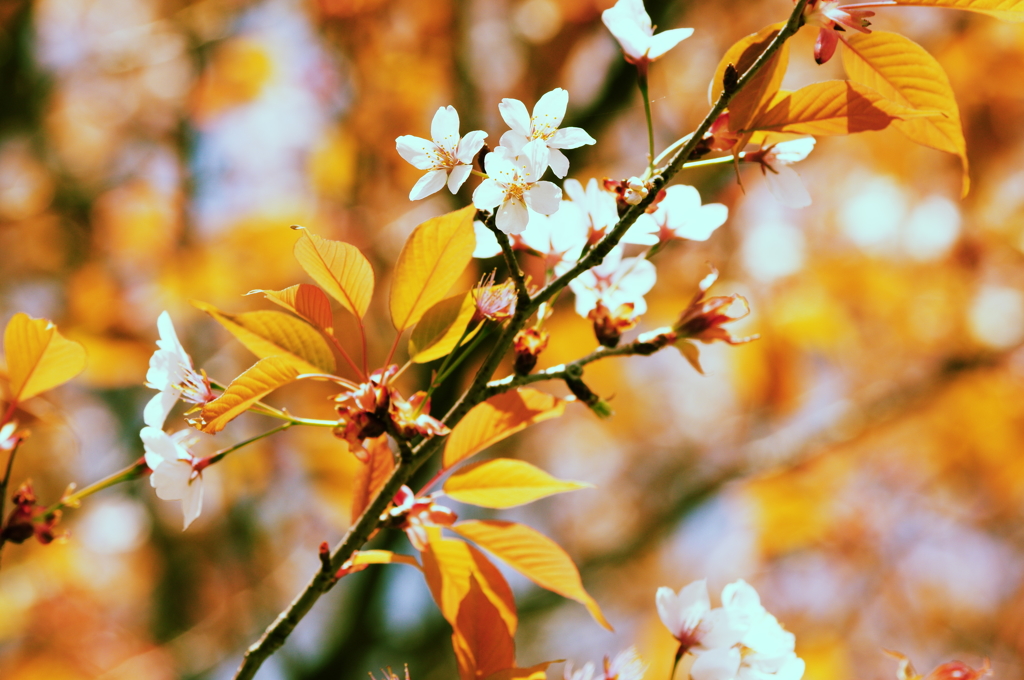 山桜　記憶色