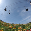 天空のユリ園