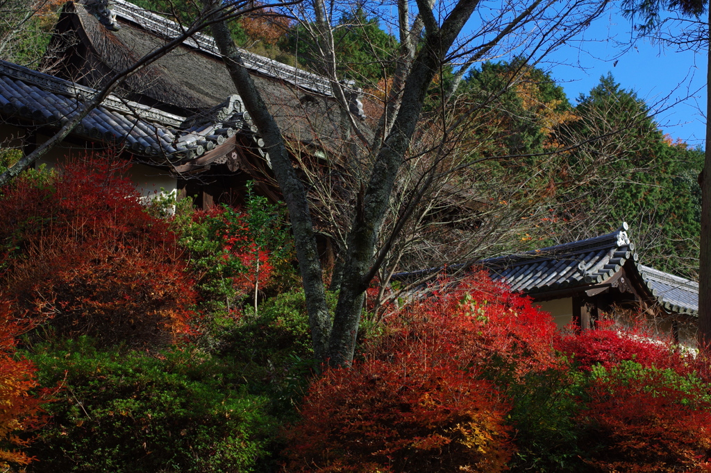 ツツジの紅葉
