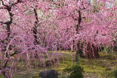 紅白の神苑