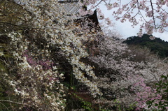 長谷寺の桜　Ⅳ