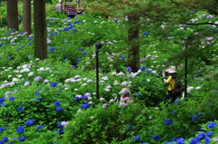 三室戸寺