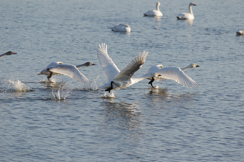 親子の離陸　Ⅱ