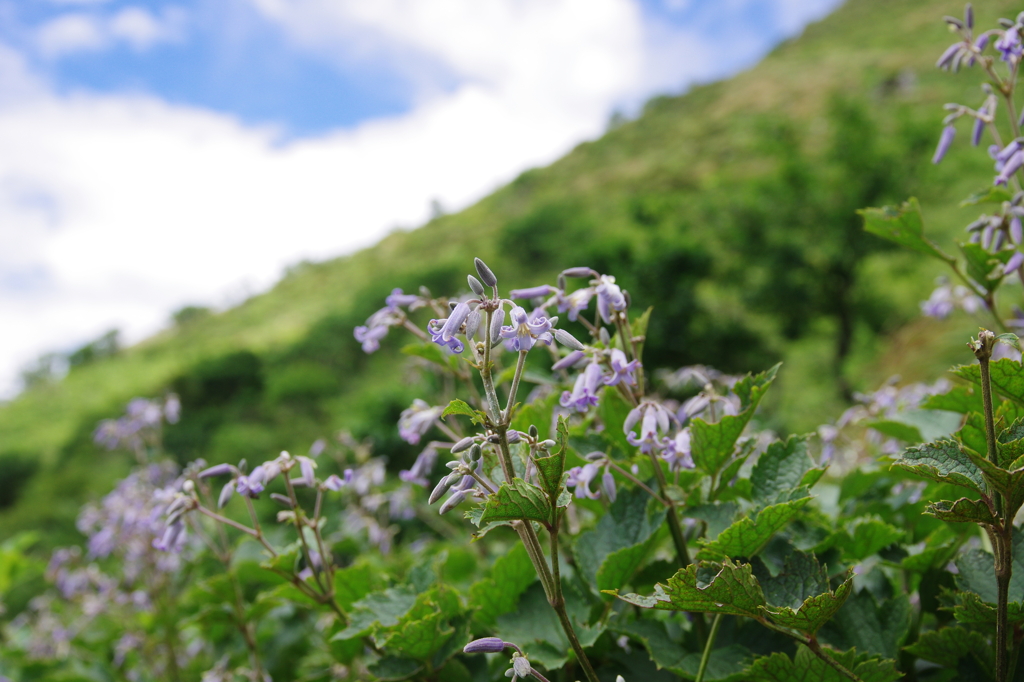IMGP9843　　伊吹山　8月の花